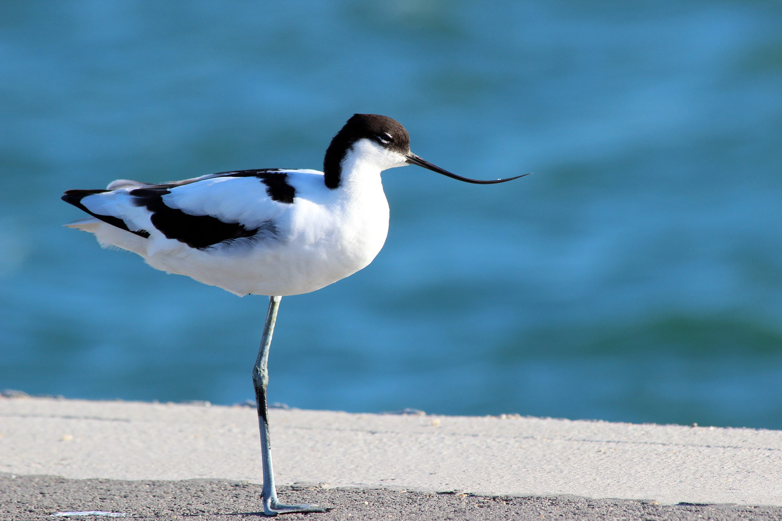 La réserve ornithologique du Marquenterre : Un paradis pour les amateurs d'oiseaux